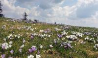 Blumenmeer aus Krokussen