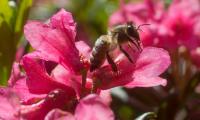 Fleißige Bienen am Steinerhof
