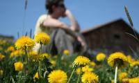 Blumenwiesen soweit das Auge reicht