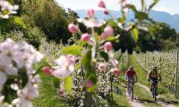 Fiore di mela nei dintorni di Avelengo