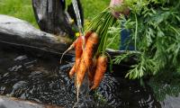 Gemüse frisch aus dem Garten