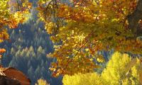 I colori d’autunno a Avelengo