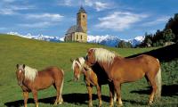 Haflinger Pferde vor dem St. Kathrein Kirchlein