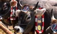 L’Almabtrieb: Il momento in cui alla fine dell’estate il bestiame viene riportato in stalla dopo aver passato l’intera stagione in malga.