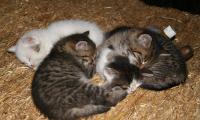 Unsere Katzenbabys