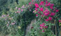 Rosenhecke in unserem Garten