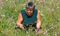 Blumenwiese am Bauernhof