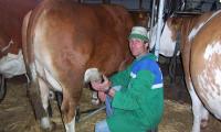 Bauer Michael beim Melken der Kühe
