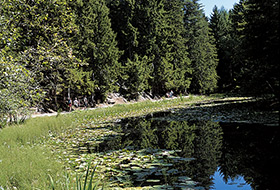 Sulfner Weiher