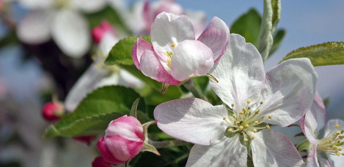 Risveglio di primavera a Avelengo, Merano e dintorni, Alto Adige Südtirol