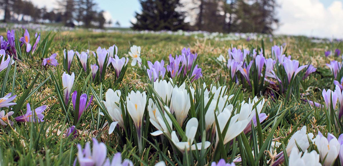 Risveglio di primavera a Avelengo, Merano e dintorni, Alto Adige Südtirol