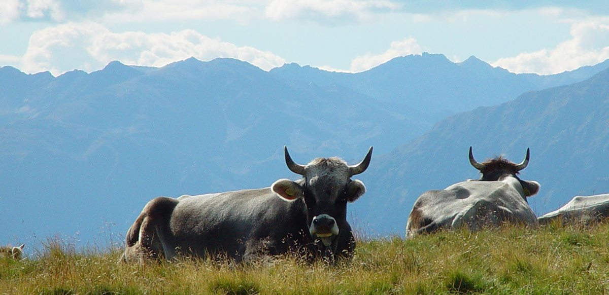 Il maso con gli animali - Steinerhof Avelengo