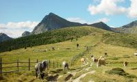 Wanderungen im Wandergebiet Meran 2000